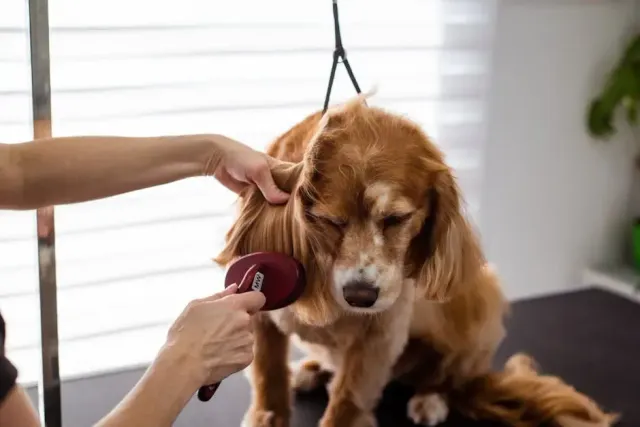Hairy Home Dog Grooming