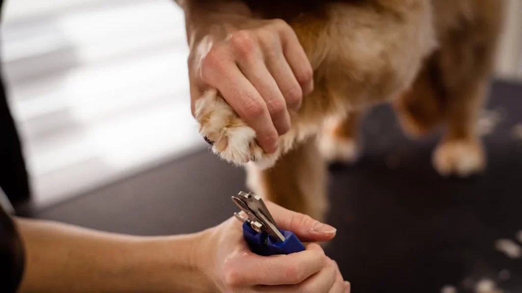 Hairy Home Pet Nail Trimming