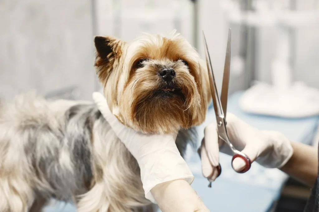 Pet Grooming