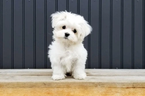 Maltese