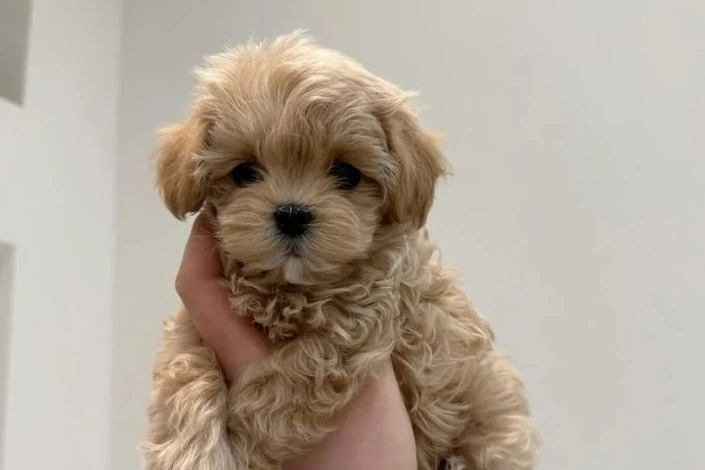Tiny Poodle
