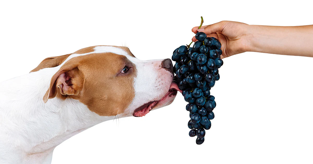 GRAPES & RAISINS (DON’T LET YOUR DOG SNACK ON THESE) GRAPES & RAISINS (DON’T LET YOUR DOG SNACK ON THESE)