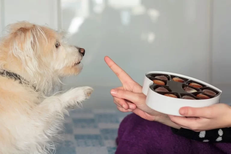 Dangerous Foods For Your Pets