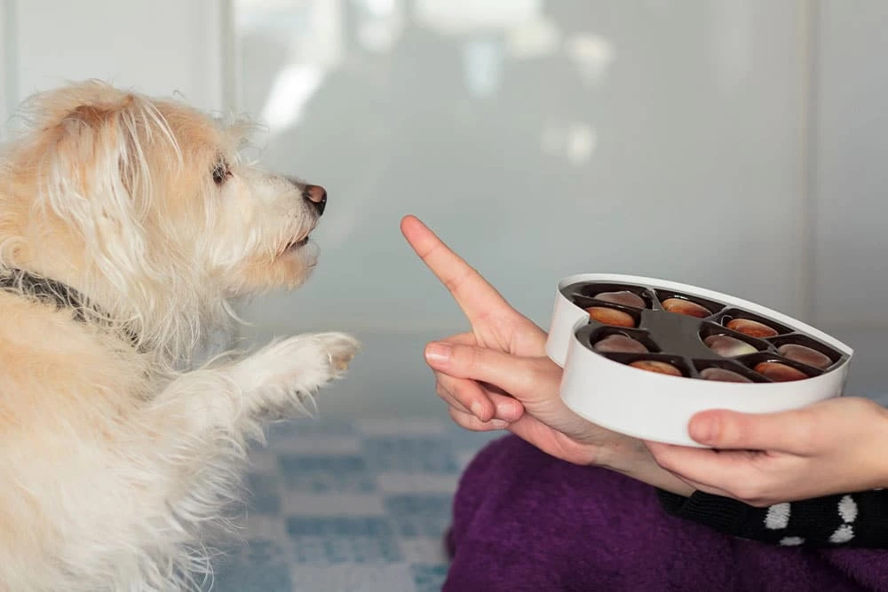 Dangerous Foods For Your Pets