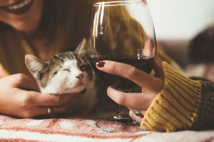 Can Cats Drink Wine? Can Cats Drink Wine?