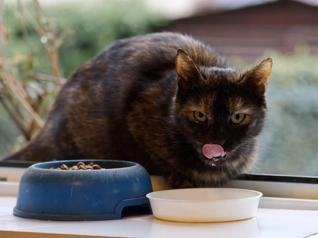 Cat Eating Food