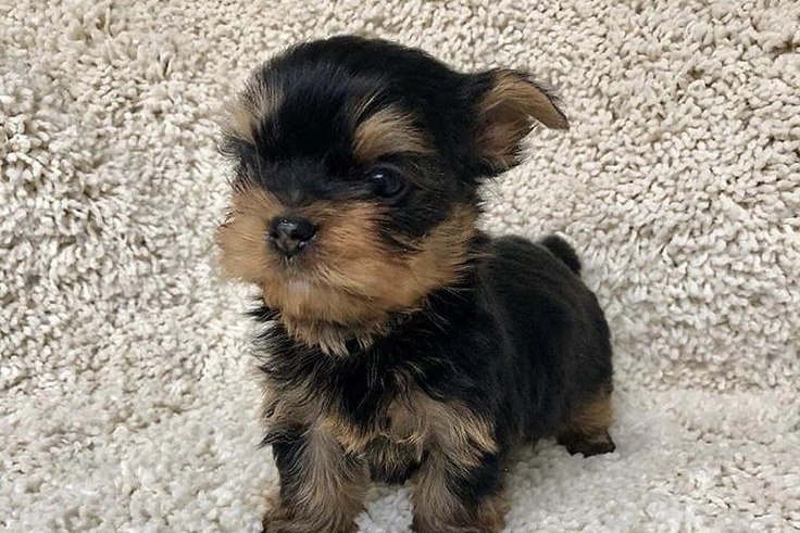 Yorkshire Terrier