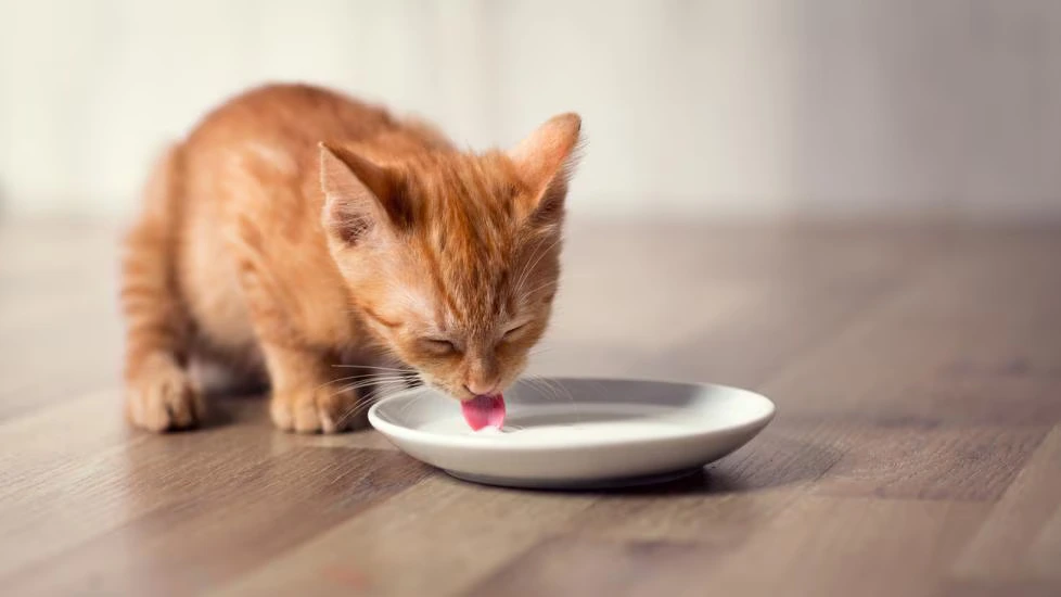Can Cats Drink Milk? Can Cats Drink Milk?