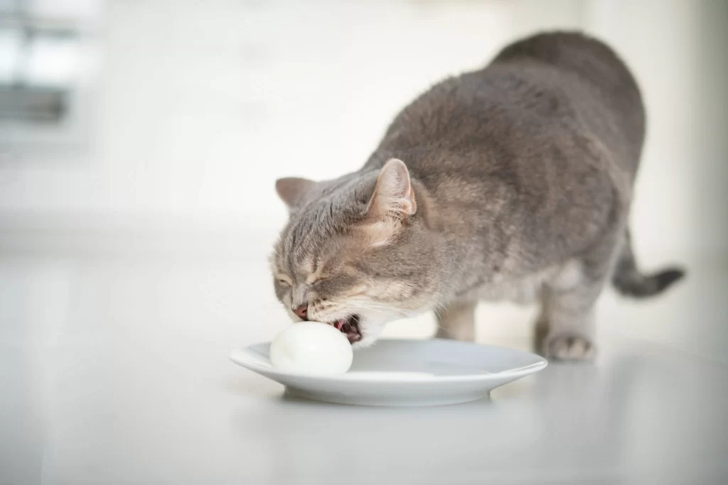 Can Cats Eat Eggs? Can Cats Eat Eggs?
