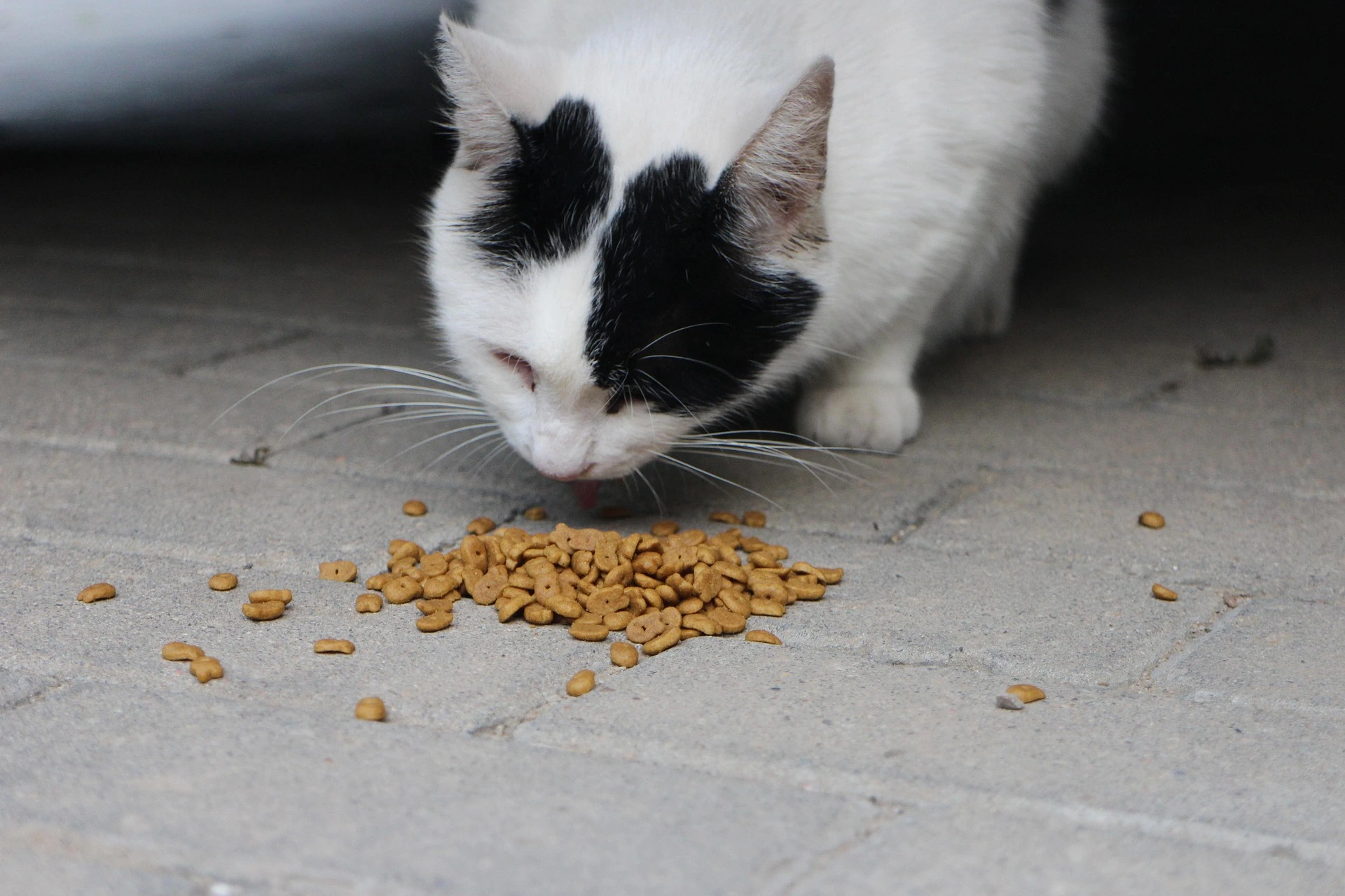 HOW TO PREVENT YOUR CAT FROM EATING DANGEROUS FOOD HOW TO PREVENT YOUR CAT FROM EATING DANGEROUS FOOD