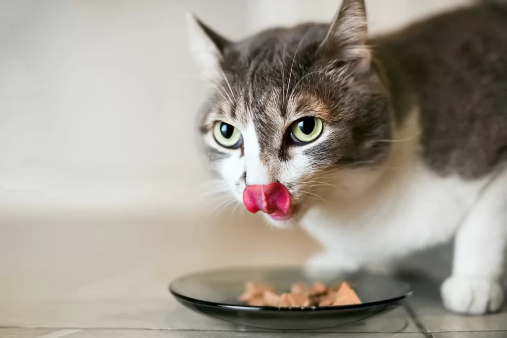 HOW TO PREVENT YOUR CAT FROM EATING DANGEROUS FOOD