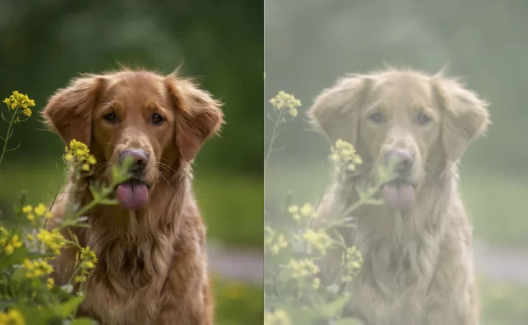 ARE DOGS REALLY COLOURBLIND?
