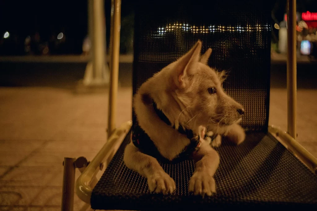DOGS HAVE BETTER VISION THAN HUMANS IN THE DARK DOGS HAVE BETTER VISION THAN HUMANS IN THE DARK