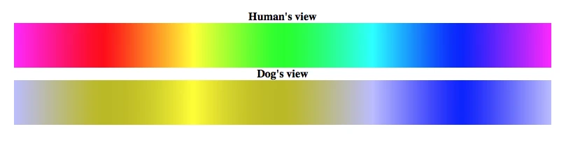 DOG VISION COMPARED TO HUMAN VISION DOG VISION COMPARED TO HUMAN VISION