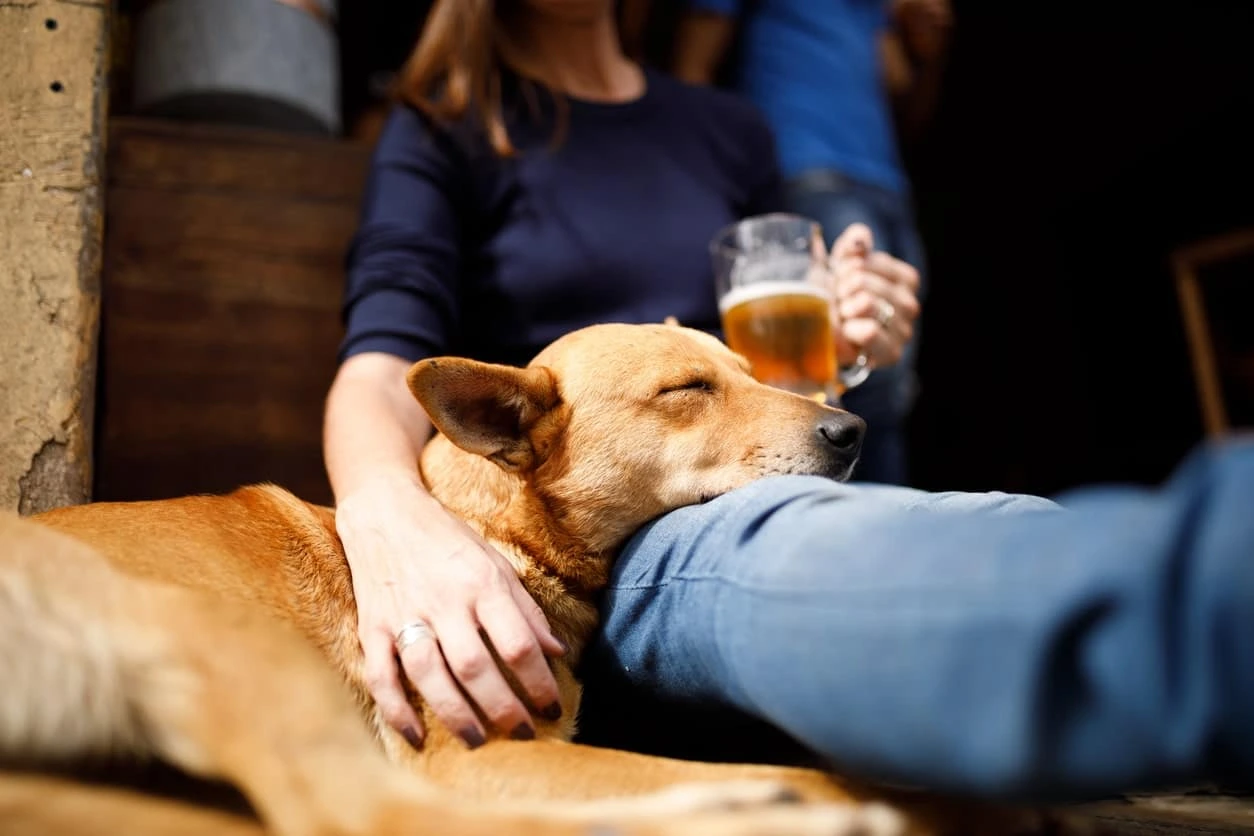 10 Dangerous Foods: Don’t Let Your Dog Eat These!