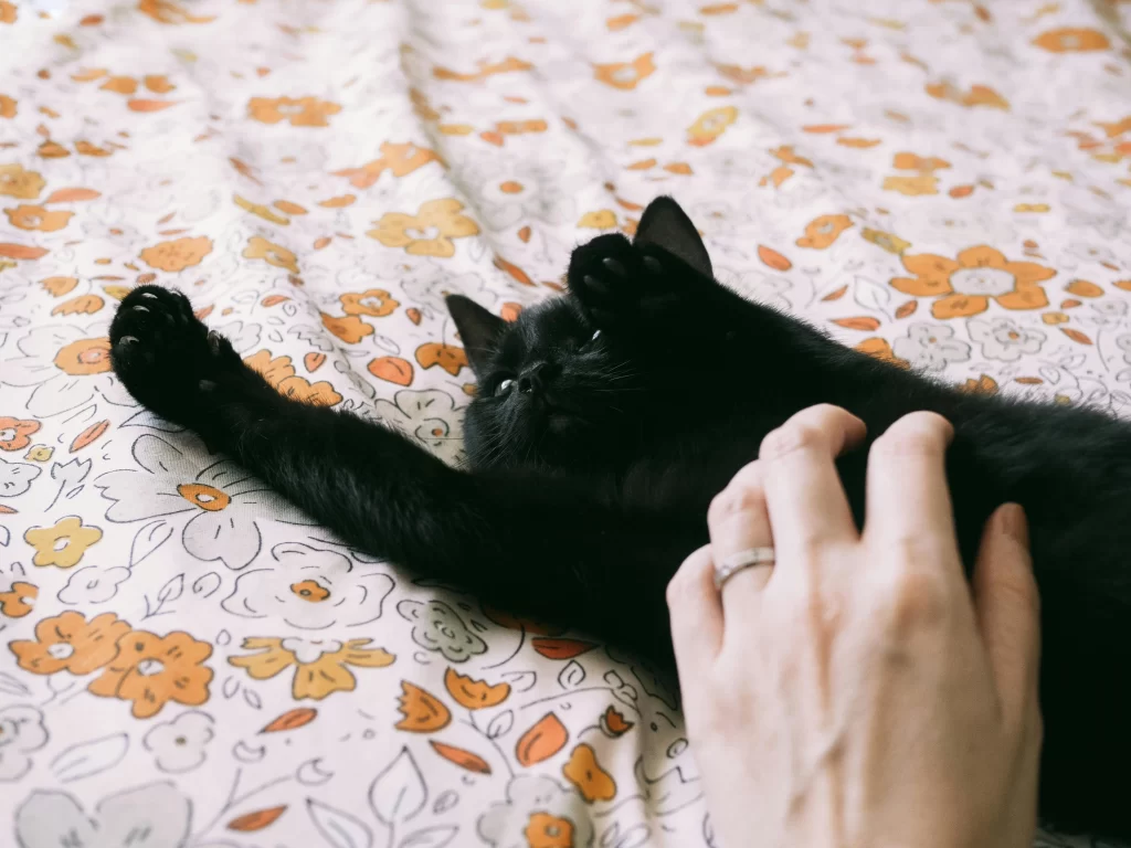 IS IT OKAY IF MY CAT SLEEPS WITH ME? IS IT OKAY IF MY CAT SLEEPS WITH ME?
