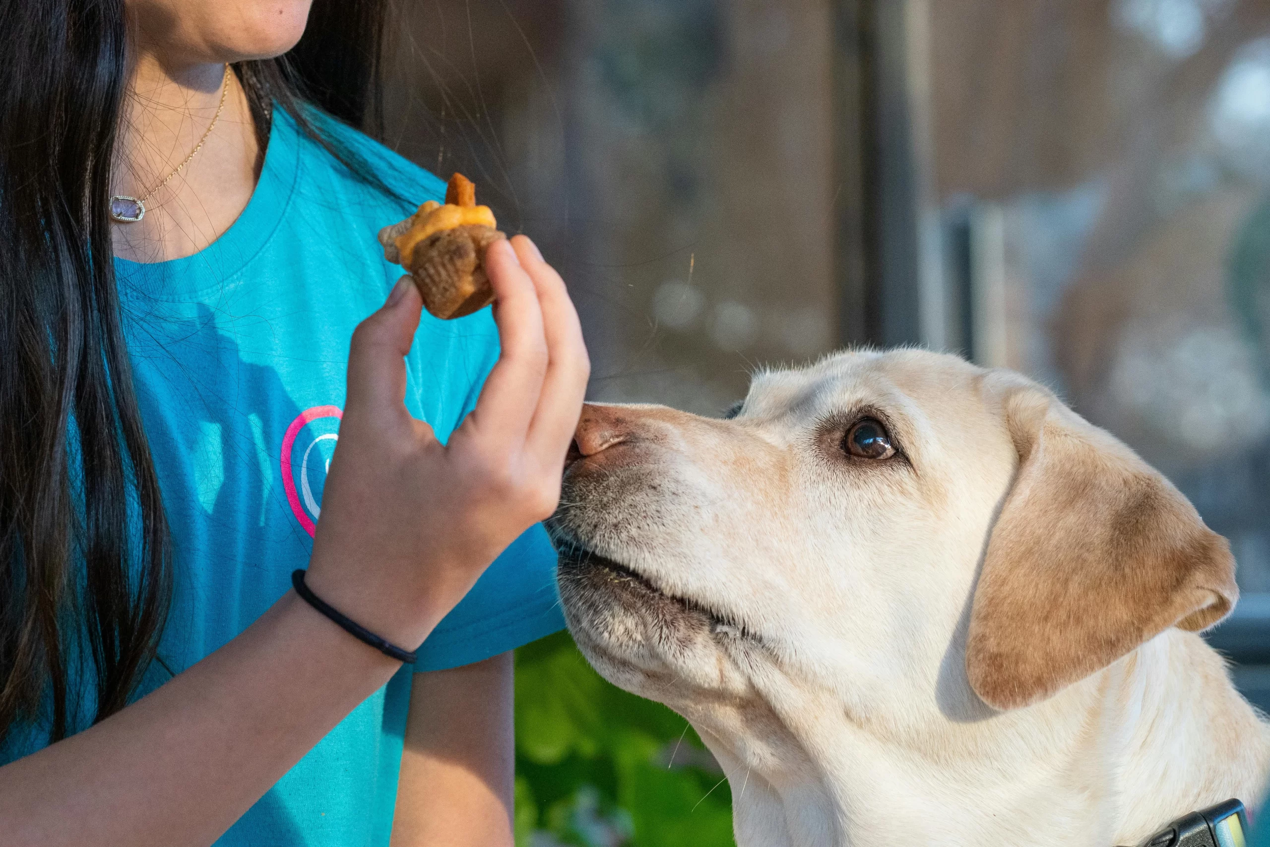 10 Dangerous Foods: Don’t Let Your Dog Eat These! 10 Dangerous Foods: Don’t Let Your Dog Eat These!