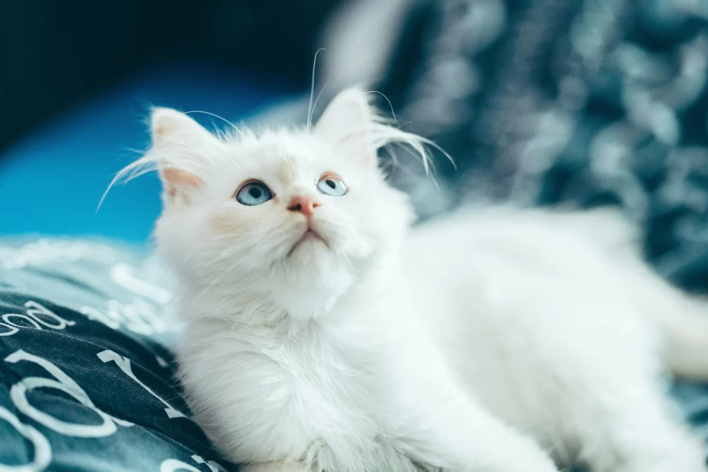 White Cat White Cat