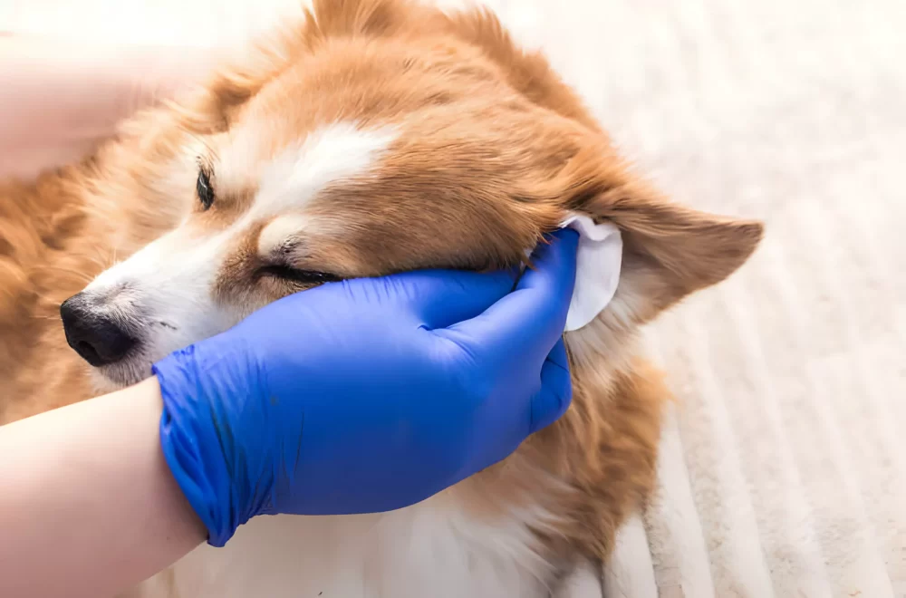 Dog-Ear-Cleaning-Services-Santa-Monica-California