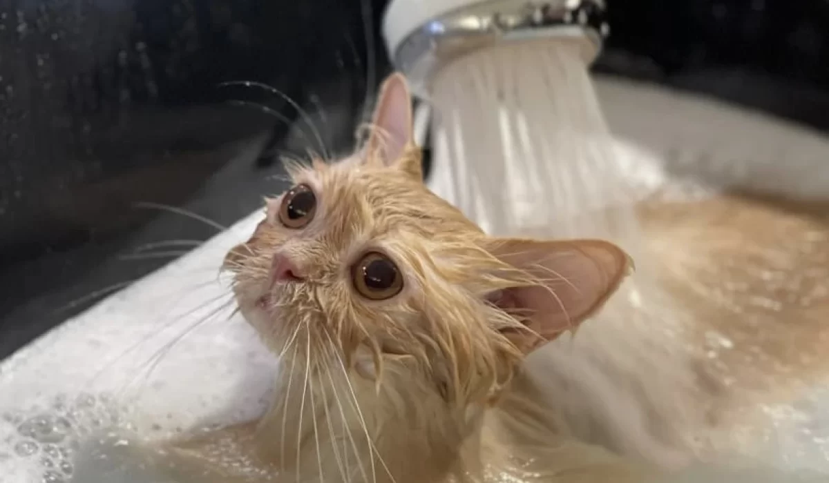 Nano Bubble Spa