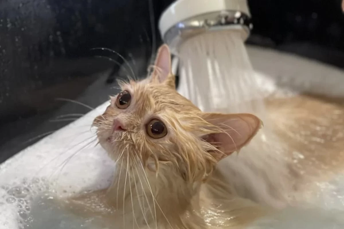 Nano Bubble Spa