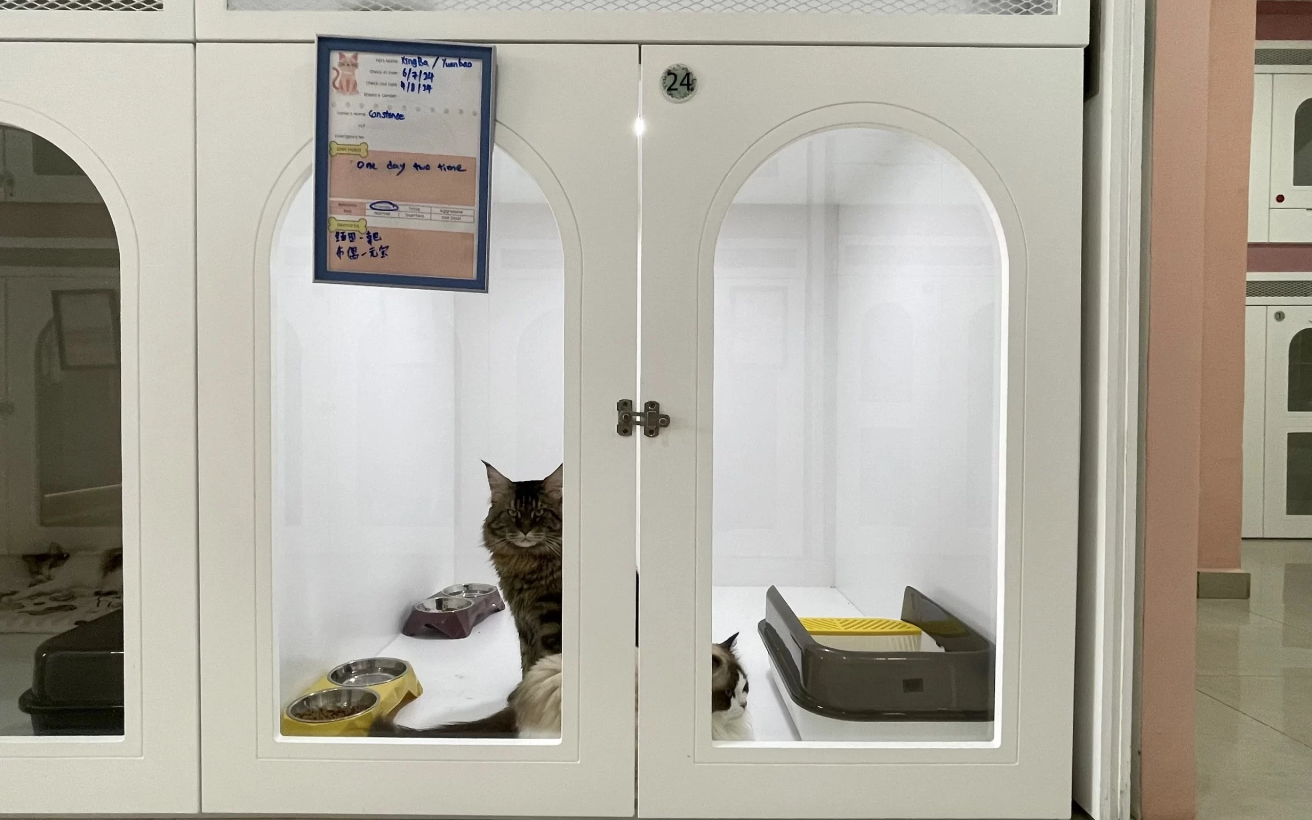 hairyhome-cat-boarding-hotel Hairy Home Cat Boarding Hotel