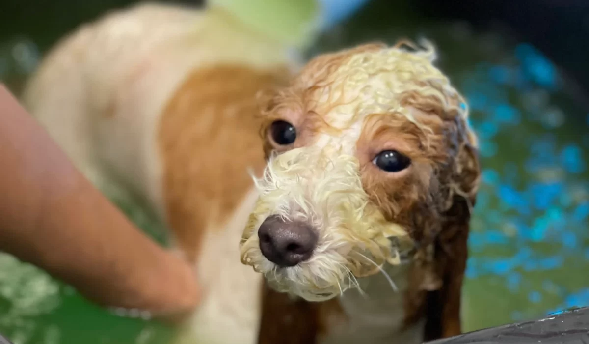 Ayurveda Spa Dog