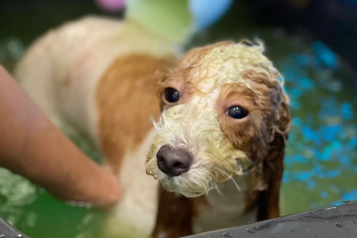 Ayurveda Spa Dog