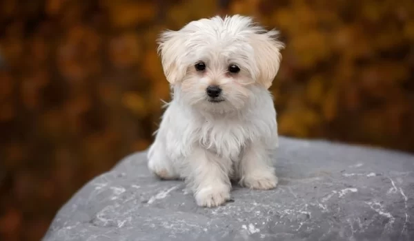 Maltese Dog