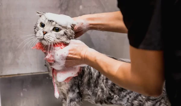 Cat Getting A Bath