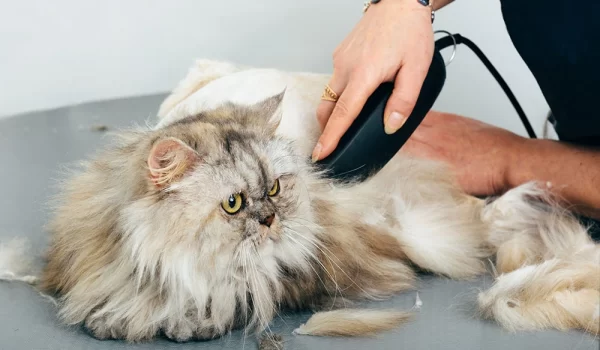 Cat Grooming