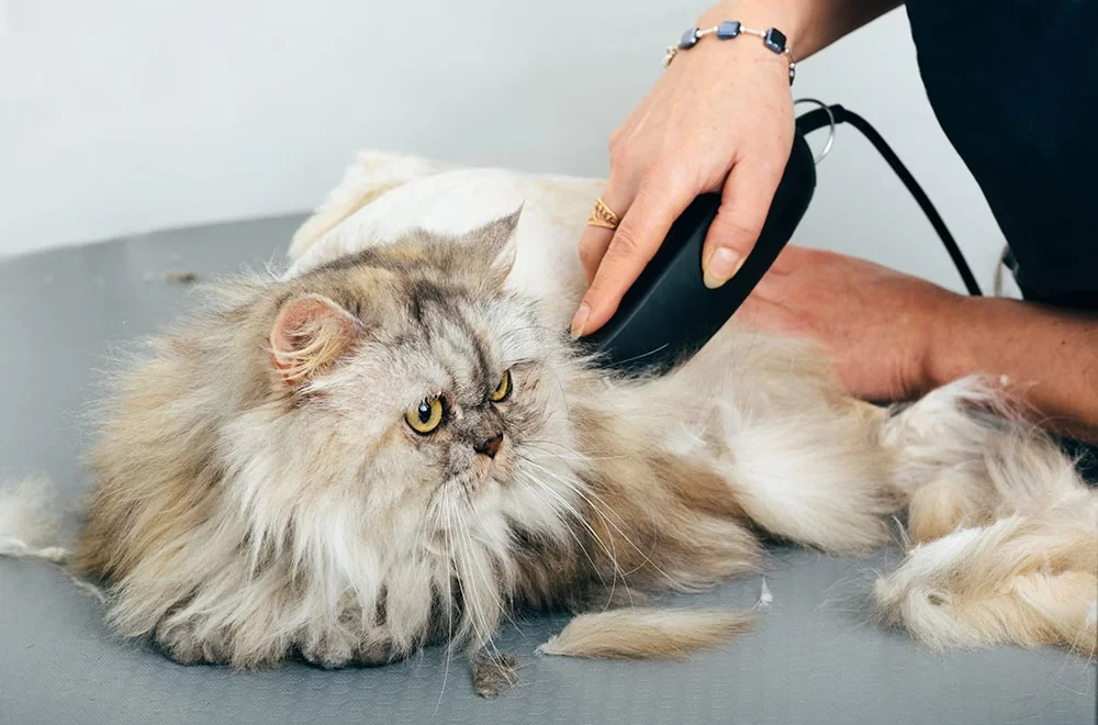 Cat Grooming