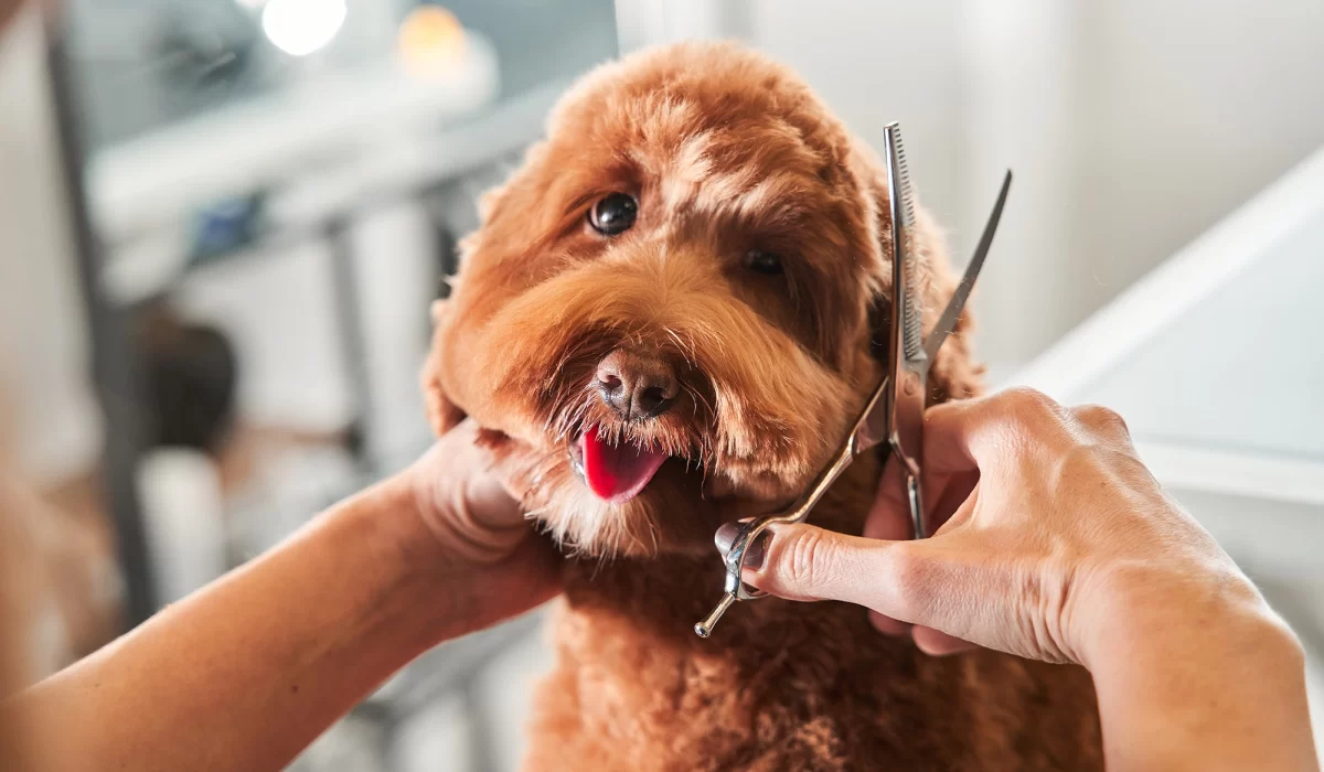 hero-grooming