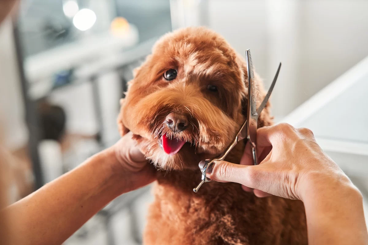 hero-grooming