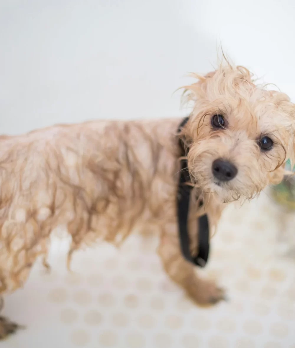 poodle-grooming Poodle Grooming
