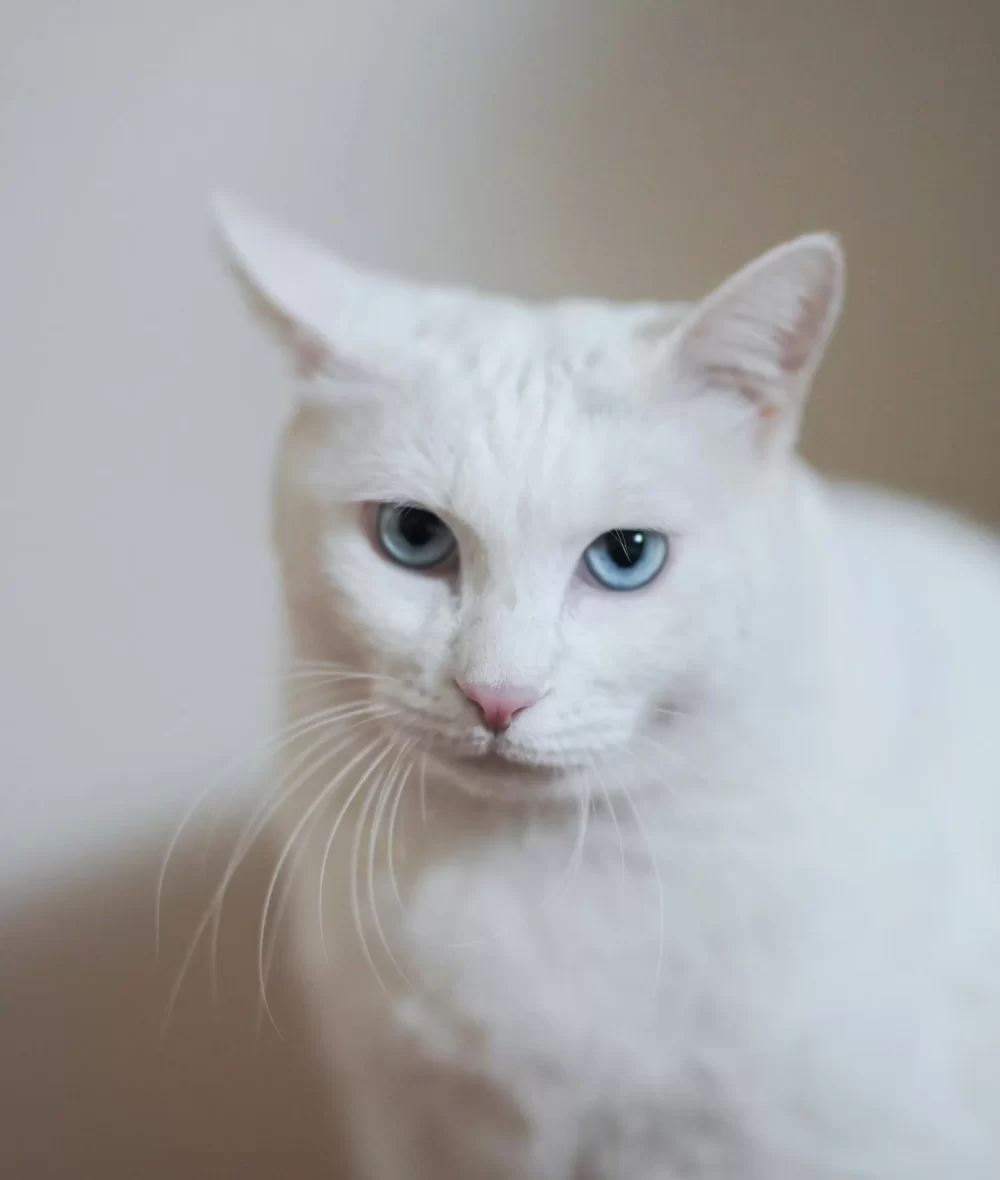 white-fluffy-cat White Fluffy Cat
