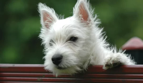 Pet Dog