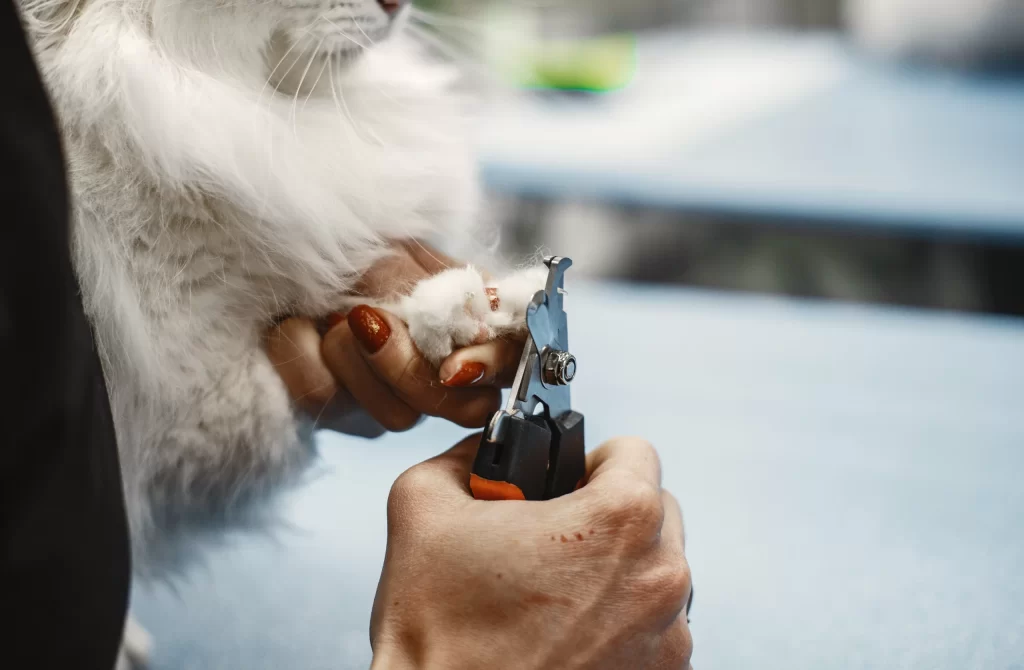 Cat Nail Trimming